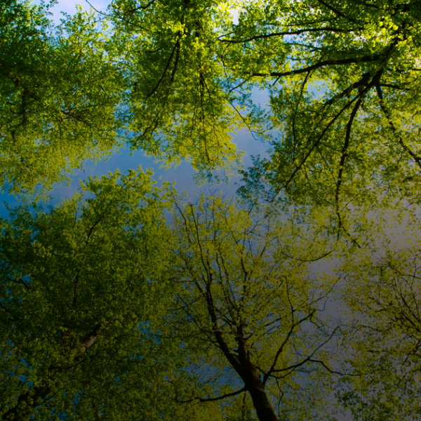 Banner image of looking up through tree canopy