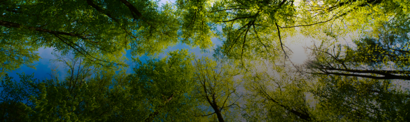 Banner image of looking up through tree canopy